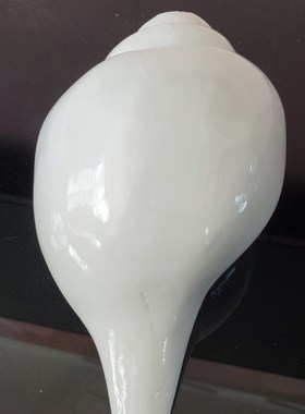 极速天然大海螺 大贝壳 尼泊尔钳螺号角吹响螺印度圣V螺 白海螺