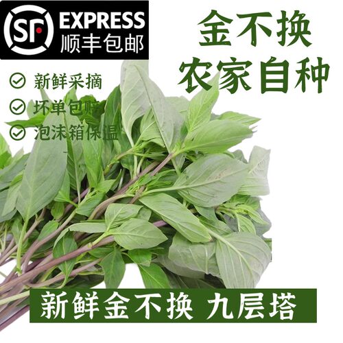 九层塔食用新鲜台湾金不换