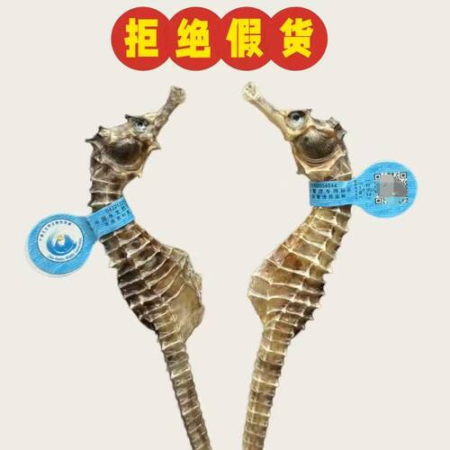 高端滋补 海中贵族