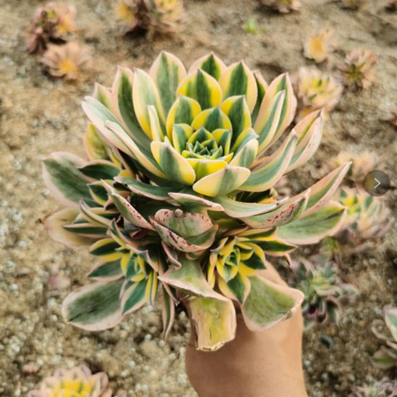 多肉植物灿烂法师手捧花缀化一物一拍老桩室内办公桌面绿植盆栽
