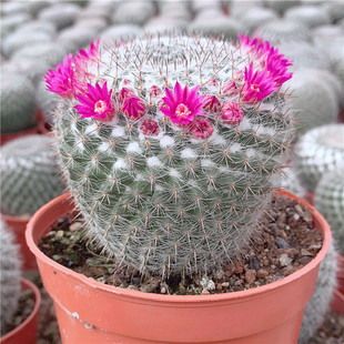 玉翁开花仙人球室内小盆栽带花苞多肉植物超大植物新手组合套餐