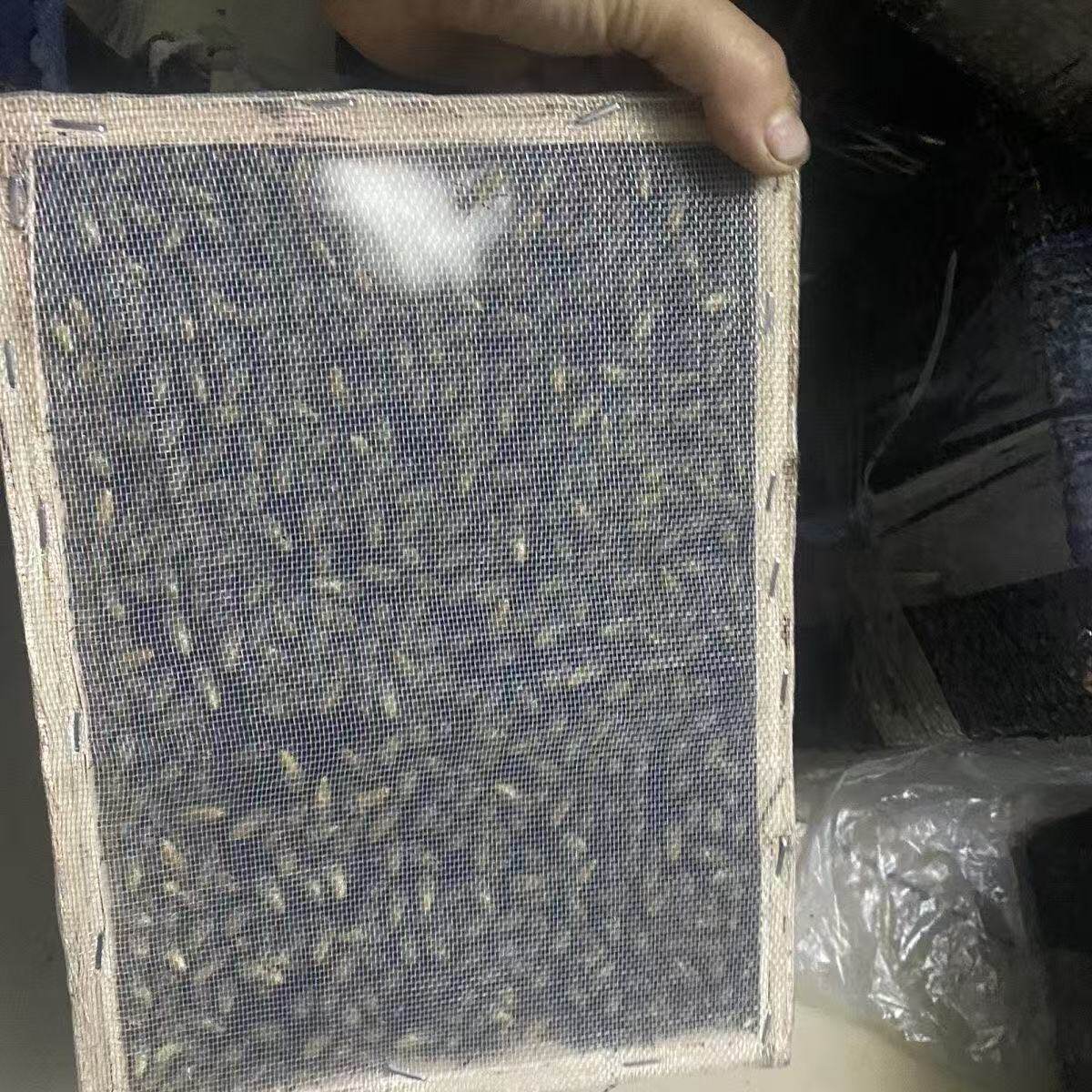 活体蜜蜂群 中蜂蜂群 带王蜜蜂群 阿坝中蜂中华土蜂笼蜂出售包邮