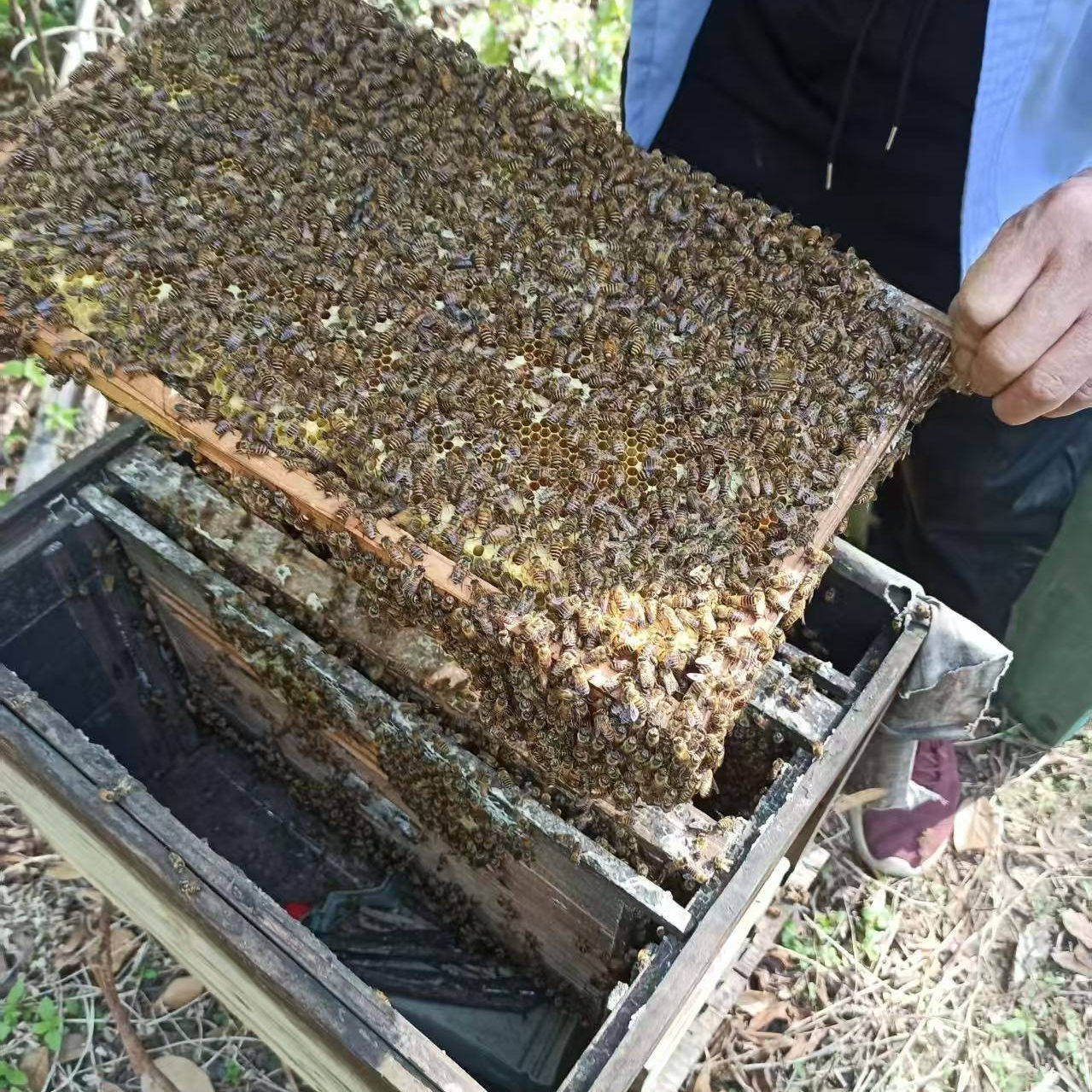 活体蜜蜂群 中蜂蜂群 带王蜜蜂群 阿坝中蜂中华土蜂笼蜂出售包邮