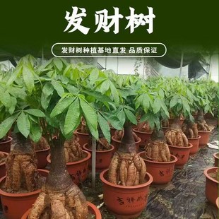 提根发财树老桩怪根怪头r大棵室内大型盆景绿植开业乔迁送礼摇钱