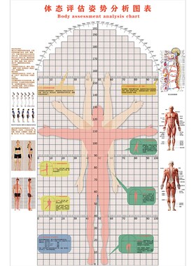 柔韧性测试多功能体态评估表健身房私教人体姿态图墙贴体测表壁画