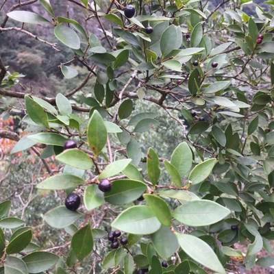 红鳞蒲桃,可食用观赏灌木农产品加工设备