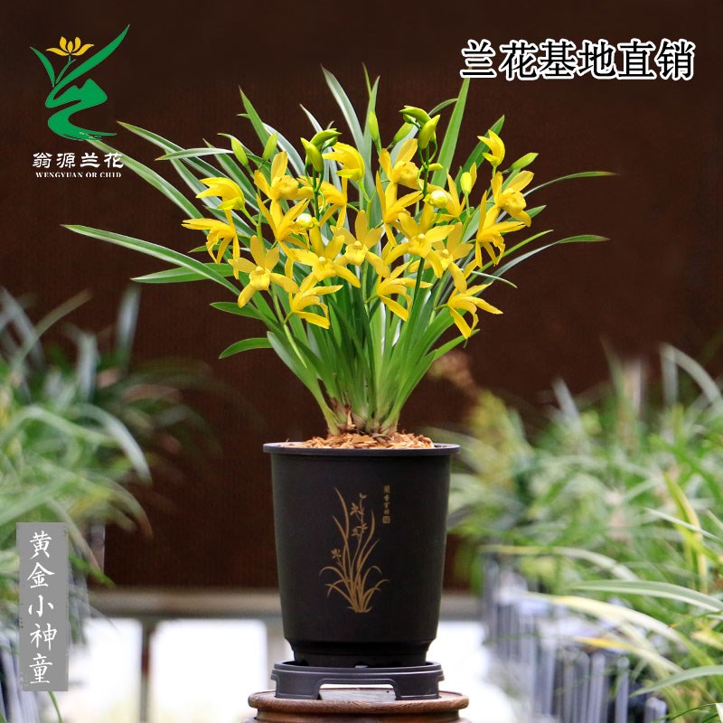 高端翁源兰花苗老种【带盆栽好发】送礼省心打理好养四季建兰墨兰