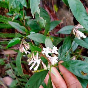 蛇根草,矮小灌木农产品加工设备中草药材花园花境设计