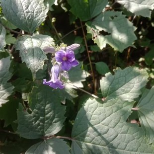 大叶铁线莲中草药植物家庭园艺草牡丹种苗南北四季农产品加工设备