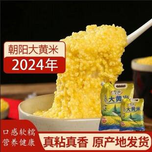 晟阗 2024新大黄米五斤颗粒饱满朝阳特产五谷杂粮饭黄米饭粗粮