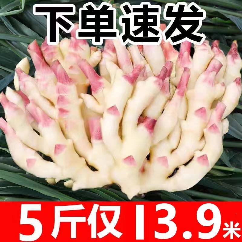 广西嫩生姜仔姜红芽姜嫩姜芽新鲜特级泡糖醋农家时令应季蔬菜食用