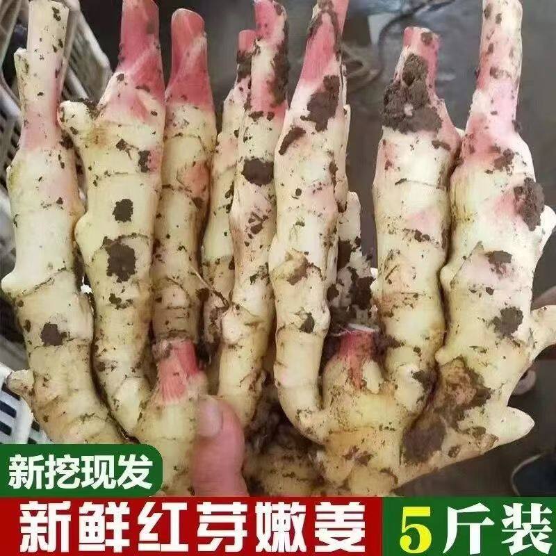 正宗广西现挖新鲜嫩姜鲜嫩仔姜农家自种新鲜生姜姜芽鲜姜当季蔬菜