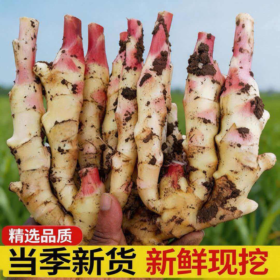 【泡姜专用】广西嫩姜仔姜红芽嫩姜新鲜当季现挖腌制姜糖醋姜生姜