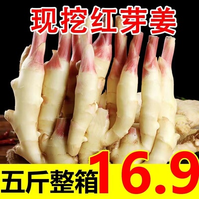 【地头价】2026年现挖现发红芽嫩姜仔姜子姜姜芽生姜糖醋泡姜嫩姜