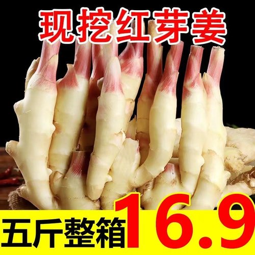 【地头价】2026年现挖现发红芽嫩姜仔姜子姜姜芽生姜糖醋泡姜嫩姜