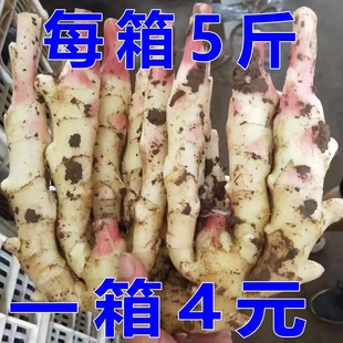 现挖现发嫩生姜新鲜嫩姜农家自种特级大仔姜红芽姜可糖醋泡姜指姜