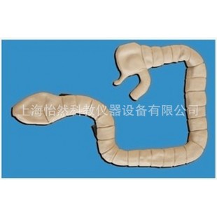 乙状结肠镜检查模型