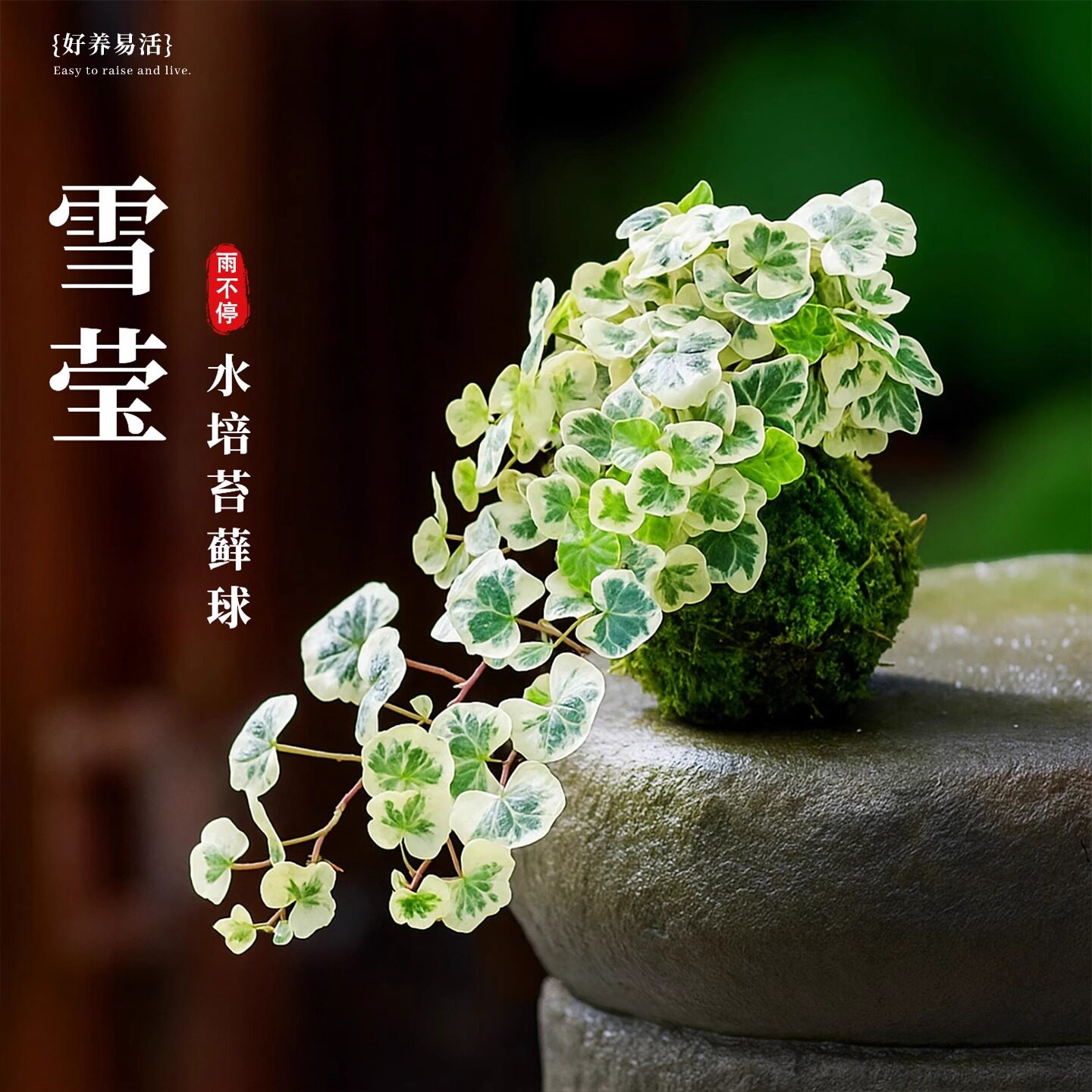 雪莹常春藤水培植物青藤盆栽客厅阳台垂吊吊兰爬藤室内苔藓球绿植,鲜花速递/花卉仿真/绿植园艺,绿植,淘宝优惠券,粉丝福利购,淘宝优惠卷