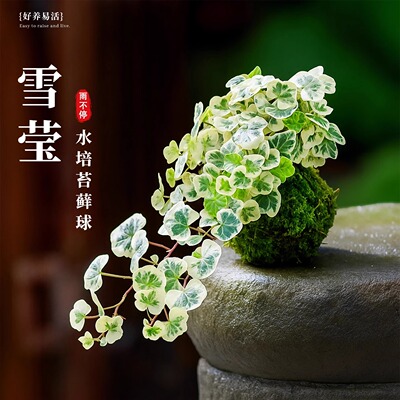 雪莹常春藤水培植物青藤盆栽客厅阳台垂吊吊兰爬藤室内苔藓球绿植