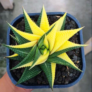 十二卷属多肉大全琉璃殿天使之泪鹰爪波露不夜城芦荟硬叶稀缺植物