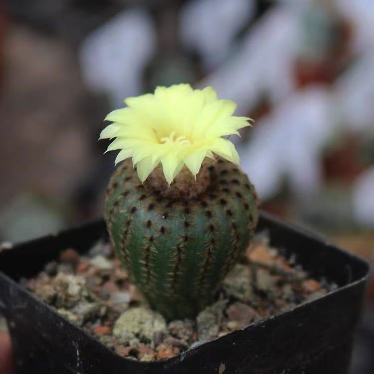 貂之子士童仙人球实生奇特小型仙人掌开花植物多肉盆栽室内不扎手