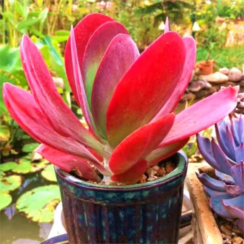 多肉植物稀有品种唐印老庄大颗多头超大盆绿植好养室内阳台栽花卉