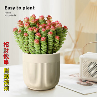 钱串子盆栽多肉植物大颗好养室内阳台肉肉钱串锦粉色多头金枝玉叶