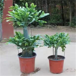 嫁接蟹爪兰盆栽带花苞双层三层仙人掌四季易成活嫁接的多色花卉