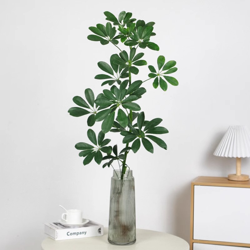 水培植物鸭脚木树苗八方来七叶莲盆栽造型老桩室内客厅旺宅绿植