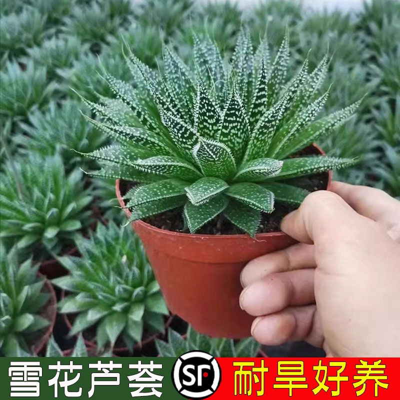 波露雪花芦荟多肉植物盆栽室内客厅办公室绿植花卉好养芦荟盆栽花