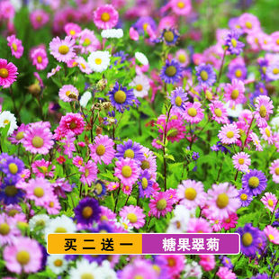 混色糖果色翠菊种子四季播种易活开花阳台盆栽花种籽子小雏菊花籽