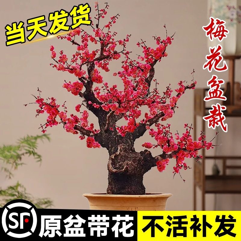 梅花盆栽树苗带花原生老桩红梅腊梅耐寒花卉庭院植物室内四季浓香,鲜花速递/花卉仿真/绿植园艺,绣球/木绣球/木本植物,淘宝优惠券,粉丝福利购,淘宝优惠卷