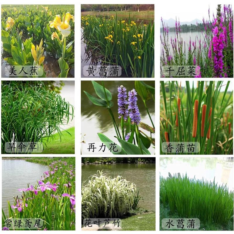 水生植物美人蕉旱伞竹黄花鸢尾芦苇菖蒲河道绿化水培造景花卉