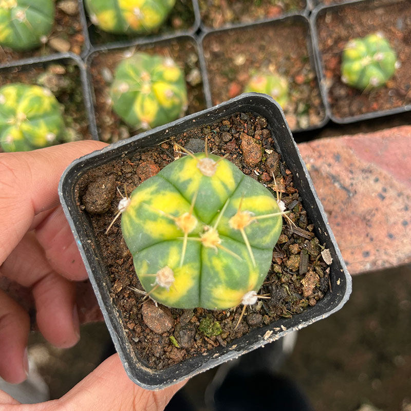 开花仙人球有根海王锦室内花卉仙人掌阳台桌面小盆栽海王丸花卉