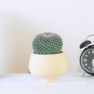 大玉翁仙人球多肉植物室内办公桌盆栽精品高端大颗好养阳台仙人掌