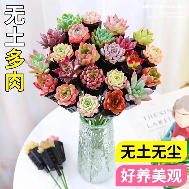 新品无土多肉植物水培水养好养活创意花束生日礼品套杆手捧花