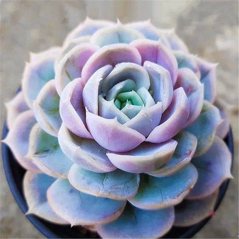 蓝色惊喜群生多头多肉植物蓝莲花组合小盆栽绿植花卉净化空气