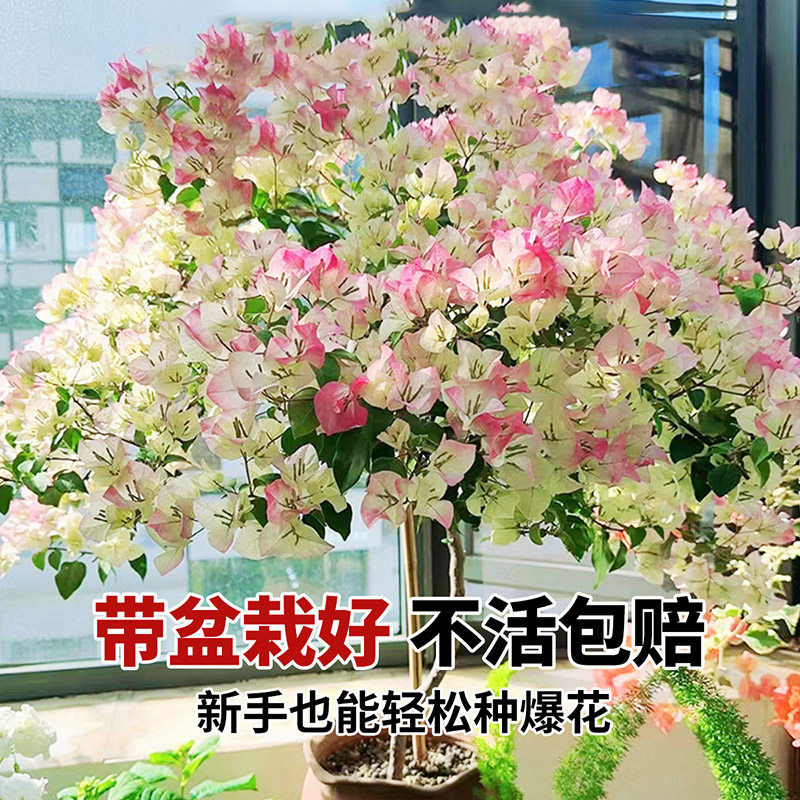 三角梅盆栽带花漳红樱老桩苗爬藤植物室内外庭院阳台耐寒四季花卉