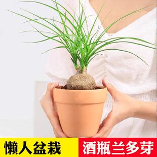 懒人植物酒瓶兰盆栽多头大颗老桩网红绿植室内盆栽花卉耐旱小植物