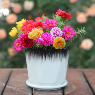 太阳花苗重瓣大花盆栽带根带花苞老桩室外阳台四季花花种孑子