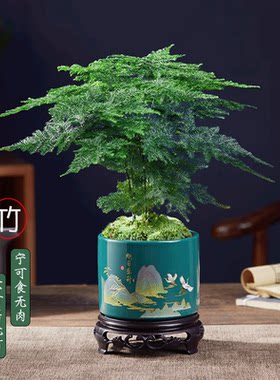文竹盆栽室内水培植物室内高端矮化文竹禅意迷你微景观竹子盆景
