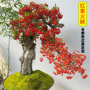火棘树苗盆栽盆景老桩绿植四季观果植物阳台客厅庭院沙棘苗带红果