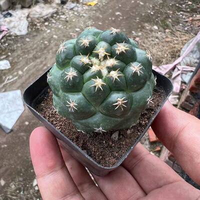 正宗短豪刺象牙仙人球双排刺顶花球属仙人掌多肉植物盆栽花卉耐旱