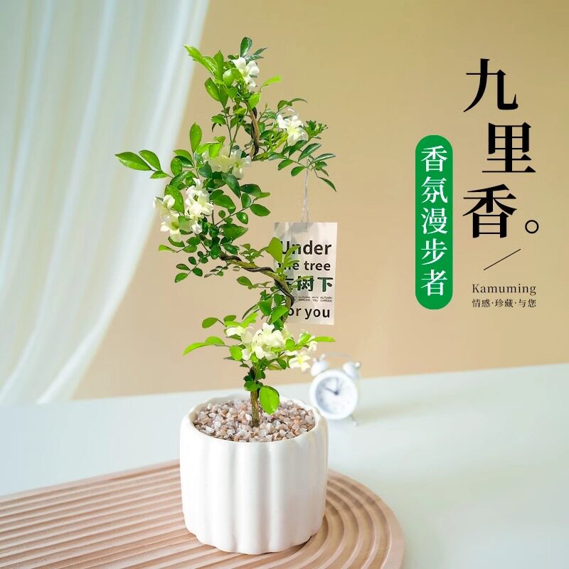 飘枝九里香盆栽开花老桩树苗带花苞小苗盆景绿植精品独杆造型花卉