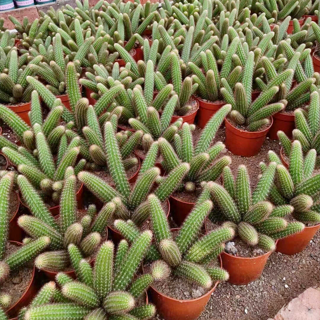 新款金妞迷你仙人柱九尾狐高档沙漠植物进口白昙科耐旱喜阳花卉