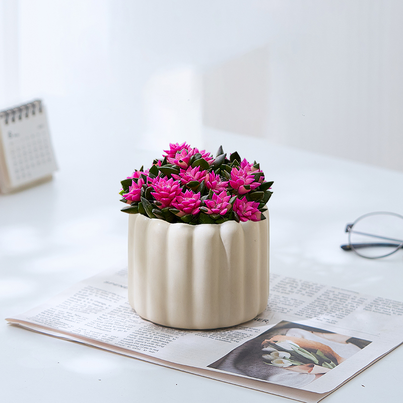 吹雪之松锦招财多肉群生多头绿植花卉办公室桌面盆栽带盆栽好养活