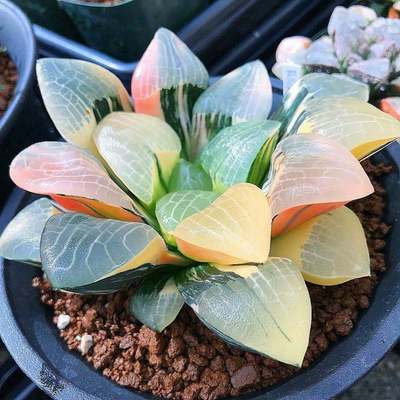 精品玉露西瓜寿十二卷多肉植物黑肌盆栽透明室内花卉好养趣味盆栽