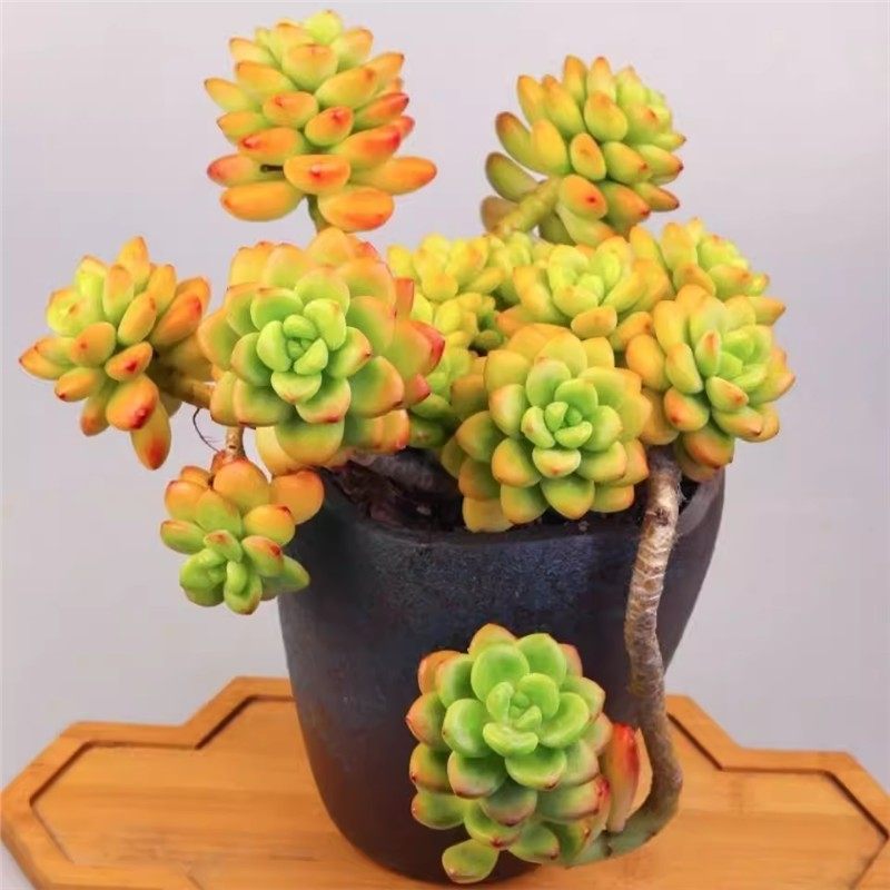 香格里拉小老桩多肉植物乙女心大棵盆栽带香味阳台花卉露天懒人,鲜花速递/花卉仿真/绿植园艺,多肉植物,淘宝优惠券,粉丝福利购,淘宝优惠卷