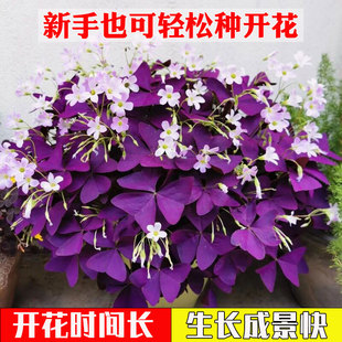 紫叶酢浆草种球三叶幸运草多年生盆栽紫蝴蝶花卉浆草炸酱草种子