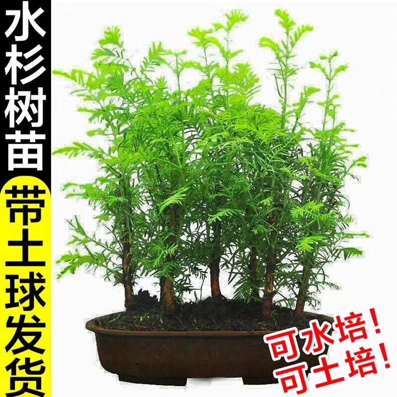 水杉树苗客厅桌面微型小盆景水松树云杉水培植物室内好养盆栽绿植